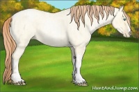 Horse Color:Buckskin Roan Pearl Dun  and Amber Cream Champagne Roan Pearl Dun 
