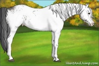 Horse Color:White Spotted Grullo 