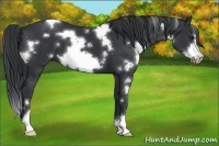 Horse Color:White Spotted Black Frame 