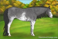 Horse Color:White Spotted Smoky Blue Roan