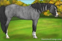 Horse Color:Blue Roan Sabino 