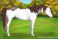 Horse Color:Liver Red Roan Splash 