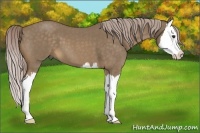 Horse Color:Chocolate Palomino Roan Splash 