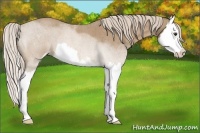 Horse Color:Palomino Roan Sabino Splash
