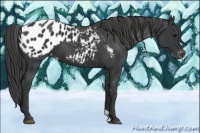 Horse Color:Black Appaloosa