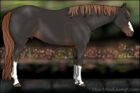 Horse Color:Liver Chestnut 