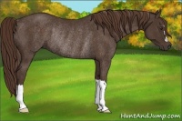 Horse Color:Liver Chestnut Rabicano 
