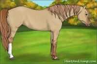 Horse Color:Red Dun 