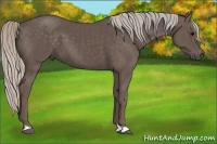 Horse Color:Silver Black
