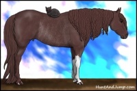 Horse Color:Chocolate Black Rabicano