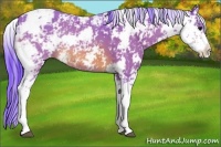 Horse Color:Watercolor Bay Sabino 