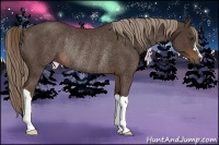 Horse Color:Liver Chestnut Rabicano 