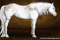 Horse Color:White Spotted Silver Smoky Black Pearl Splash 