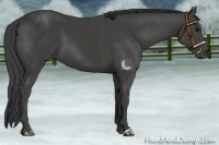 Horse Color:Smoky Black 