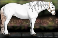 Horse Color:White Spotted Buckskin Varnish 