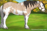 Horse Color:White Spotted Buckskin Roan Splash Frame 