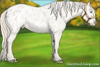 Horse Color:Perlino Blanket 