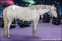 Horse Color:Liver Chestnut Appaloosa