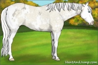 Horse Color:White Spotted Silver Perlino Ice Dun Splash 