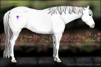Horse Color:Brown Sabino Splash Appaloosa Rabicano