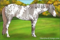Horse Color:White Spotted Liver Chestnut Ice Sabino Appaloosa Rabicano