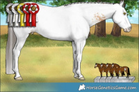 Horse Color:White Spotted Amber Champagne Splash Tobiano 