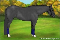 Horse Color:Blue Roan Varnish 
