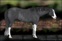 Horse Color:Blue Roan Splash Rabicano 