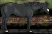 Horse Color:Black Chinchilla 