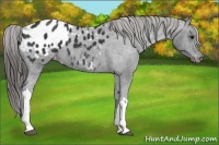 Horse Color:Black Appaloosa 