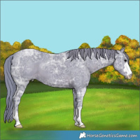 Horse Color:Watercolor Black Ice 
