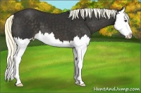 Horse Color:Liver Chestnut Splash 