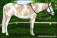 Horse Color:White Spotted Palomino Dun Splash 