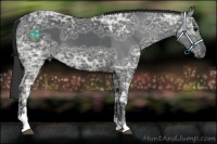 Horse Color:Black Ice Sabino