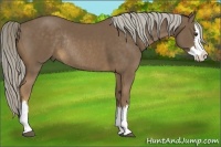 Horse Color:Chocolate Palomino Sabino Splash Rabicano 