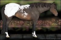 Horse Color:Brown Appaloosa 