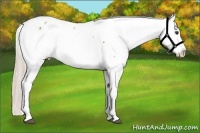 Horse Color:Palomino Fewspot 