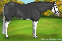 Horse Color:Smoky Black Splash
