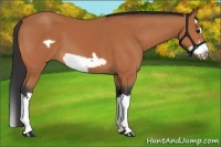 Horse Color:Bay Splash Frame 
