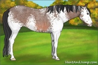 Horse Color:White Spotted Bay Roan