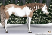 Horse Color:Black Pearl Splash Frame