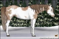 Horse Color:Black Pearl Splash Frame 