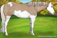 Horse Color:Palomino Splash Appaloosa 