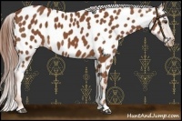 Horse Color:Chestnut Near Leopard 