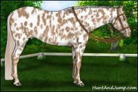 Horse Color:Palomino Appaloosa and Palomino Appaloosa