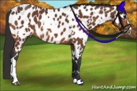 Horse Color:White Spotted Bay Sabino Appaloosa 