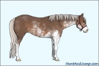 Horse Color:Silver Black Sabino
