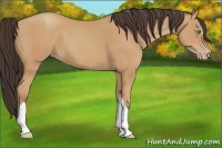Horse Color:Amber Champagne 
