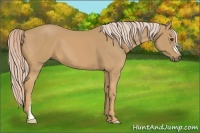 Horse Color:Palomino