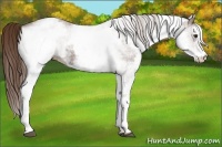 Horse Color:White Spotted Liver Chestnut Ice